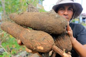 Kementan tetapkan harga jual singkong