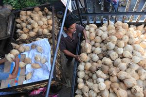 Harga kelapa bulat naik di Aceh