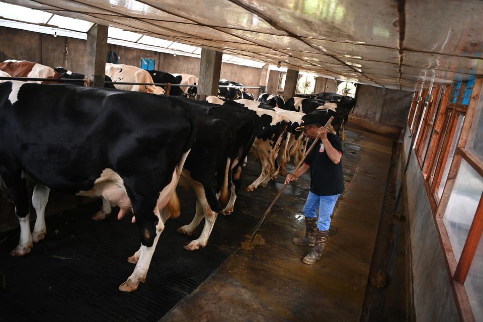 Peternak sapi perah, Anton membersihkan kotoran ternaknya yang berada di kandang tertutup miliknya, Kecamatan Purwodadi, Kabupaten Pasuruan, Jawa Timur, Rabu (12/2/2025).