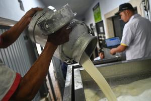Penyetoran susu segar di Koperasi Unit Desa