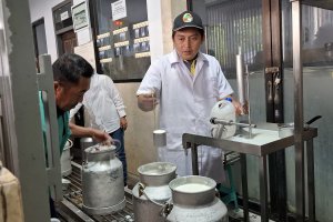Peternak lokal menyerahkan hasil perahan susu di KUD binaan Nestle 