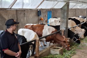 Peternak sapi perah binaan Nestle di Jawa Timur