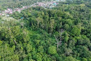 Perlindungan alam hutam purba Ranjuri di Sigi