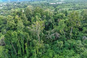 Perlindungan alam hutam purba Ranjuri di Sigi