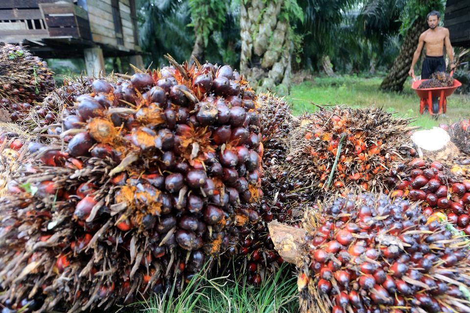 Petani mengangkut tandan buah segar (TBS) kelapa sawit seusai panen di Desa Leuhan, Johan Pahlawan, Aceh Barat, Aceh, Selasa (18/2/2025). Badan Pengelola Dana Perkebunan (BPDP) mencatat realisasi penerimaan pungutan dari ekspor komoditas perkebunan dan pr