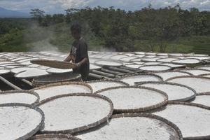 Penetapan harga singkong untuk industri tepung
