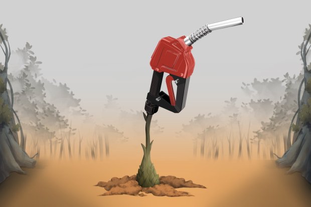 Cover Story: Aren Mengepung di Hutan Lindung
