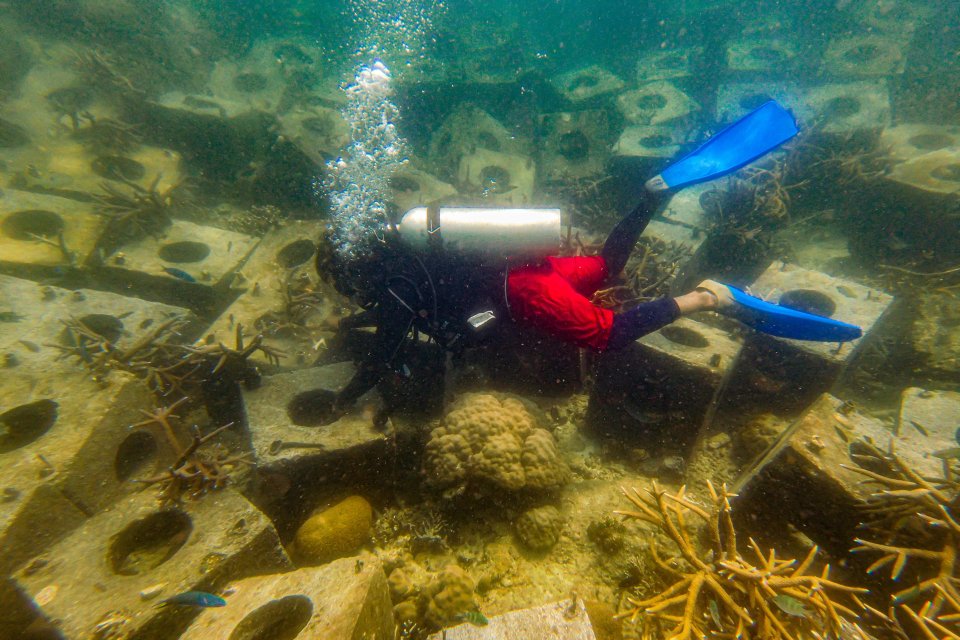 Upaya pelestarian terumbu karang di Pulau Tidung
