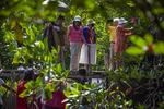Wisata menanam mangrove di Batam