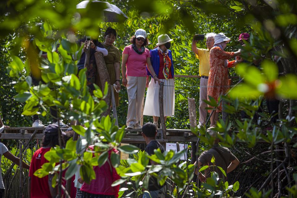 Riau, mangrove, rehabilitasi