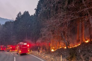 Kebakaran hutan terbesar di Jepang
