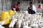 Peternakan ayam sisa pembibitan DOC di Malang