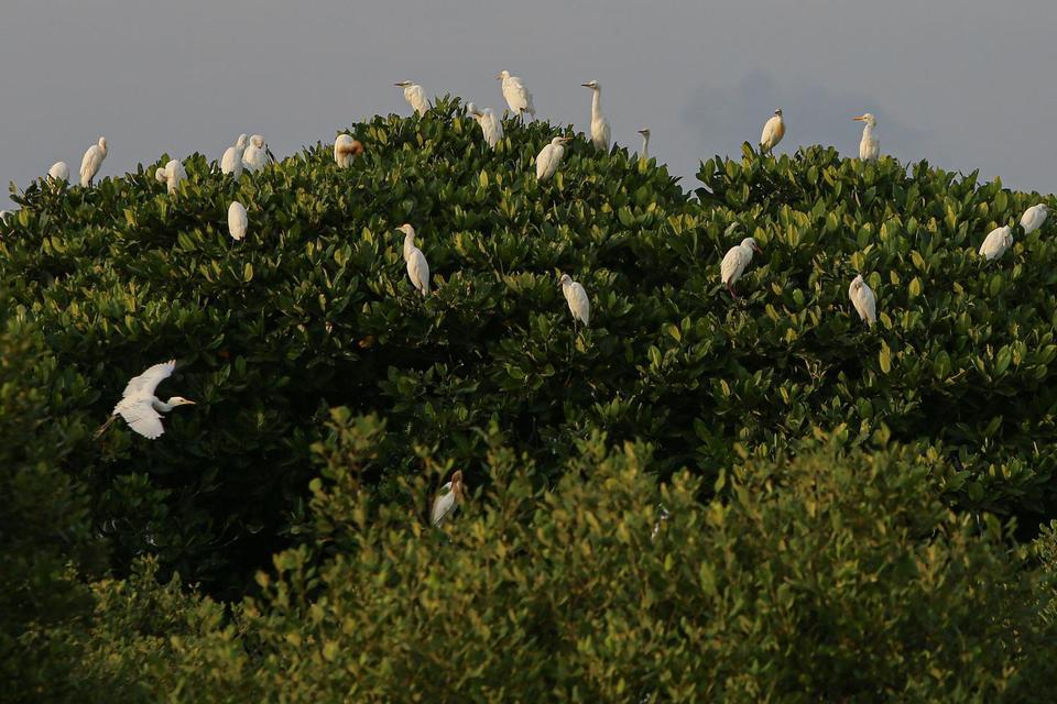 Sejumlah burung kuntul (Egretta garzetta) berada di atas pohon bakau kawasan pesisir Desa Lambada Lhok, Aceh Besar, Aceh, Rabu (19/3/2025). Populasi burung kuntul atau bangau di pesisir barat Aceh terancam punah akibat maraknya perburuan oleh masyarakat u