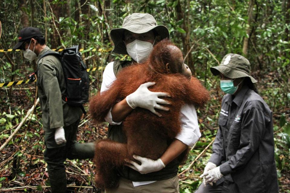 Menteri Kehutanan Raja Juli Antoni menggendong anak Orang Utan subspecies Wurmbii (Pongo Pygmaeus Wurmbii) saat mengantarkan ke tempat sekolah Orang Utan di kawasan Rehabilitasi dan Konservasi Nyaru Menteng, Palangka Raya, Kalimantan Tengah, Kamis (20/3/2