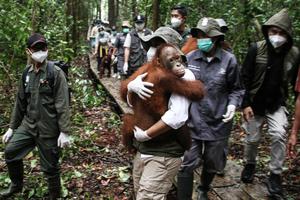 Menhut meninjau sekolah Orang Utan di Palangka Raya