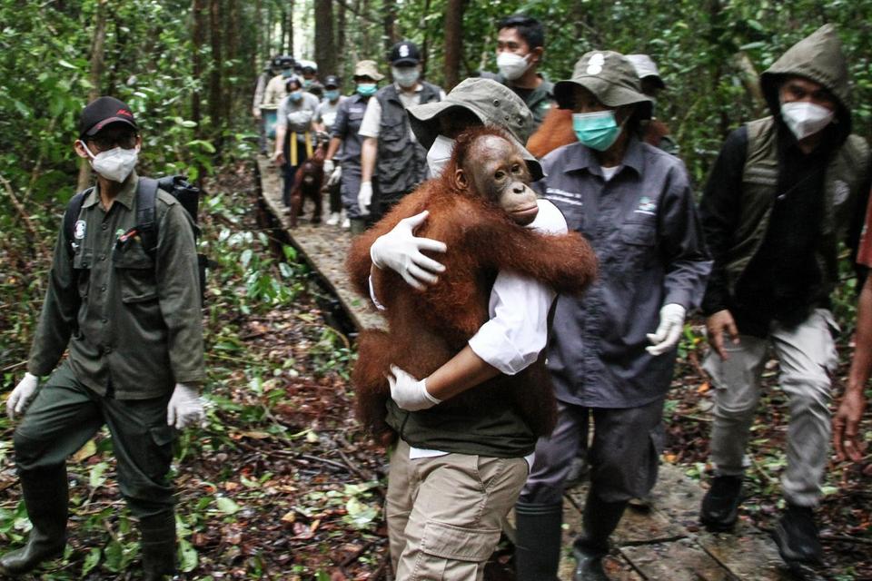 orang utan, konservasi, kemenhut