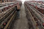 Permintaan telur ayam meningkat jelang Lebaran