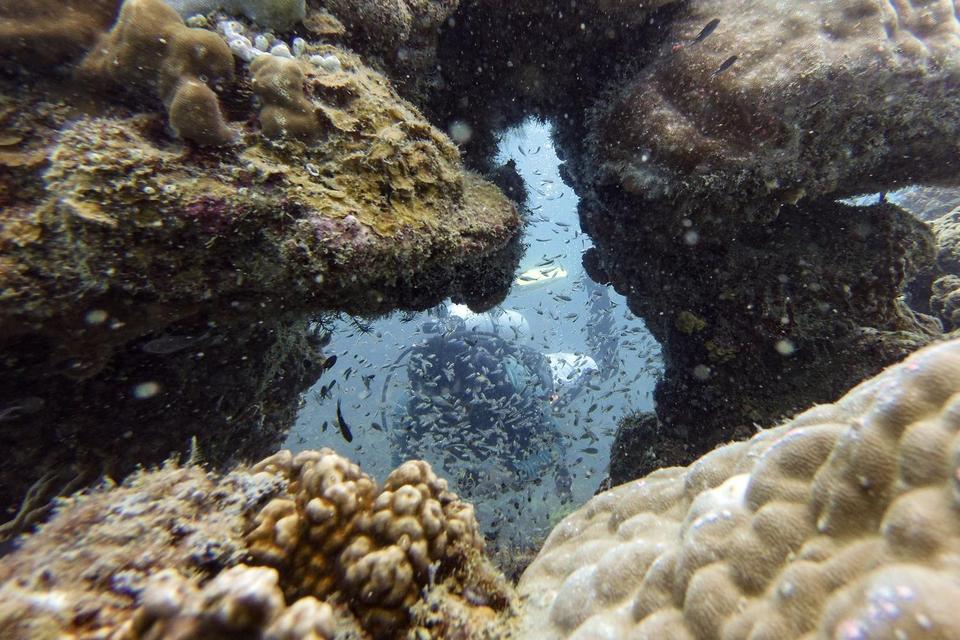 Penyelam dari Anak Negeri Dive melakukan pengecekan ekosistem dan perawatan tutupan terumbu karang di Perairan Kepulauan Seribu, Jakarta, Kamis (27/3/2025). Pemerintah Indonesia melalui Ditjen Konservasi Sumber Daya Alam dan Ekosistem (KSDAE) Kementerian