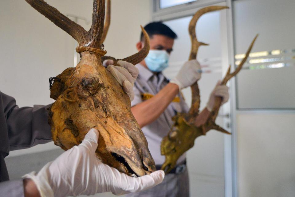 Petugas memperlihatkan tengkorak beserta tanduk rusa ilegal yang disita di Bandara Internasional Minangkabau di Padang Pariaman, Sumatera Barat, Jumat (28/3/2025). Balai Karantina Hewan, Ikan, dan Tumbuhan Sumbar mengamankan dua tengkorak rusa jenis rusa 