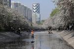 Bunga krapai di tepi Sungai Liangma Beijing