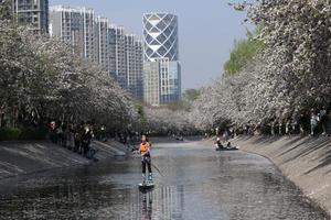 Bunga krapai di tepi Sungai Liangma Beijing