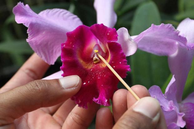 Kemenhut Temukan Spesies Anggrek Baru di Hutan Kalimantan