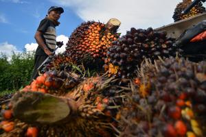 Harga sawit tertinggi di Indonesia