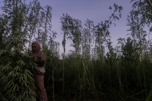 Penemuan dugaan tanaman ganja di Pekanbaru