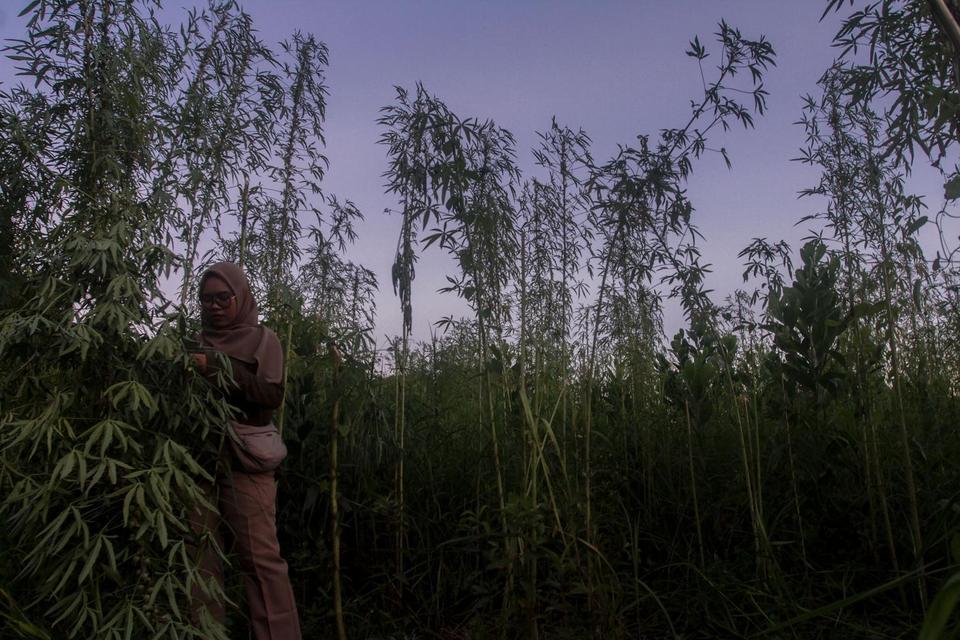 Warga mengamati tanaman ganja di lokasi penemuan lahan kosong yang diduga ditanami pohon ganja di Pekanbaru, Riau, Jumat (18/4/2025). 
