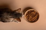 Rekomendasi Makanan Kucing