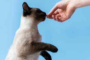 Rekomendasi Camilan Kucing