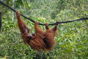 Pusat Rehabilitasi Orang Utan Samboja Lestari