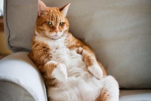 Rekomendasi Makanan Kucing