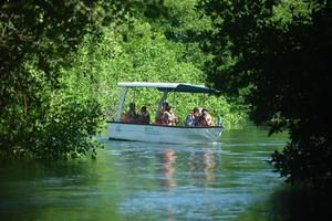 Wisata susur hutan mangrove