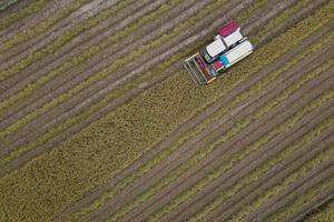 Capaian dan target produksi beras nasional 2025