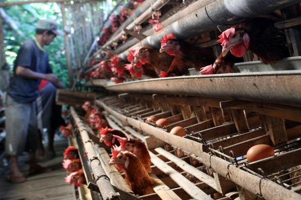 Fluktuasi harga telur dorong peternak di Malang ganti pakan jagung dengan tepung