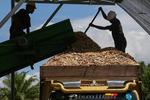 Pabrik pembuatan woodchips untuk cofiring biomassa