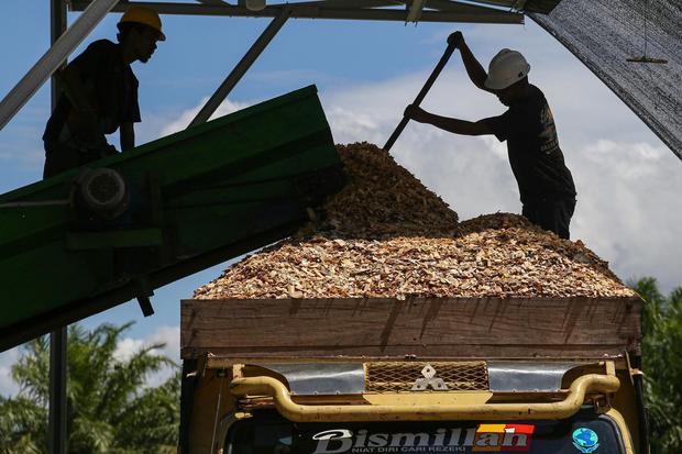 Biomassa Kayu, Solusi Energi Terbarukan atau Pemicu Deforestasi di Indonesia?
