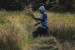 Proyeksi produksi beras nasional 2025