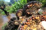 Harga TBS Kelapa sawit turun