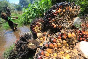 Harga TBS Kelapa sawit turun