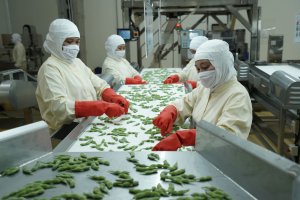 Pabrik pengolahan edamame GMIT milik PT Austindo Nusantara Jaya Tbk (ANJT)