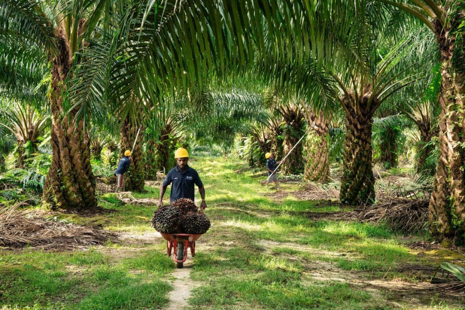 Pekerja Panen di perkebunan Grup ANJ di Papua Barat Daya