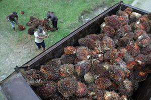 Target produksi sawit 2025 di Sumut