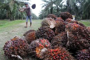Target produksi sawit 2025 di Sumut