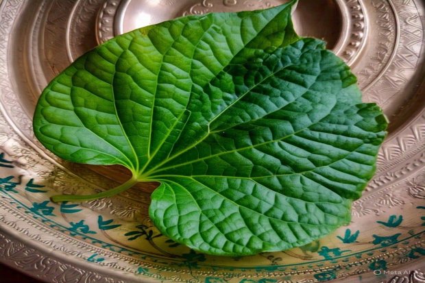 Daun sirih telah lama dikenal sebagai tanaman yang kaya manfaat, salah satunya adalah untuk meredakan sakit tenggorokan.