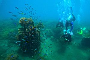 Monitoring zona konservasi terumbu karang Pantai Bangsring