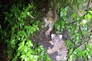 Dua bayi harimau Sumatera