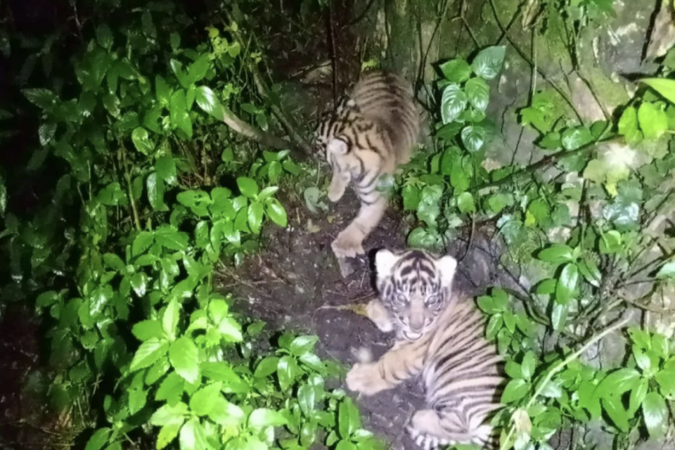 harimau, harimau Sumatera, bayi harimau