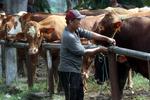 Target penambahan populasi sapi